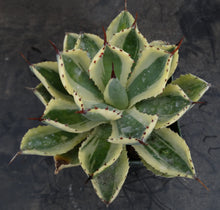 Load image into Gallery viewer, Agave Kichiokan Variegated
