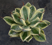 Load image into Gallery viewer, Agave Kichiokan Variegated
