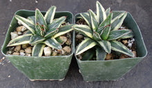 Load image into Gallery viewer, Agave victoriae-reginae 'Kizan'
