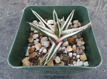 Load image into Gallery viewer, Agave victoriae-reginae 'White Rhino'

