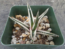 Load image into Gallery viewer, Agave victoriae-reginae 'White Rhino'
