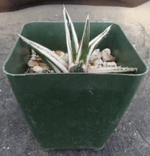 Load image into Gallery viewer, Agave victoriae-reginae 'White Rhino'
