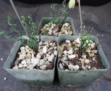 Load image into Gallery viewer, Albuca bruce-bayeri
