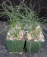 Load image into Gallery viewer, Albuca polyphylla
