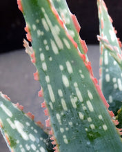 Load image into Gallery viewer, Aloe Hybrid
