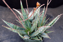 Load image into Gallery viewer, Aloe Hybrid
