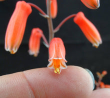 Load image into Gallery viewer, Aloe Hybrid
