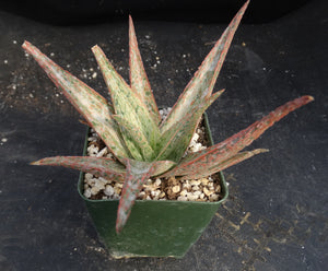 Aloe x 'Pink Blush' Variegata