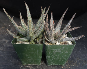 Aloe x 'Spider Legs'