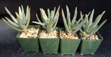 Load image into Gallery viewer, Aloe ramosissima
