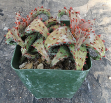 Load image into Gallery viewer, Aloe castilloniae Spiny leaf form
