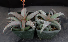 Load image into Gallery viewer, Aloe castilloniae Blue Hybrid
