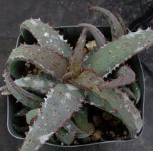 Load image into Gallery viewer, Aloe castilloniae Blue Hybrid
