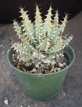 Load image into Gallery viewer, Aloe erinacea *Larger Plant*

