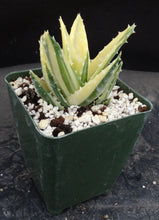 Load image into Gallery viewer, Aloe nobilis 'variegata' Variegated

