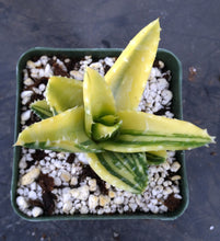Load image into Gallery viewer, Aloe nobilis 'variegata' Variegated
