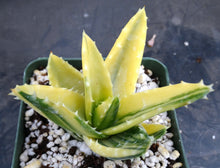 Load image into Gallery viewer, Aloe nobilis 'variegata' Variegated
