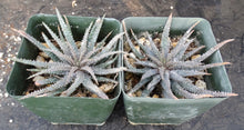 Load image into Gallery viewer, Aloe parvula *Miniature Blue Aloe*
