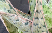 Load image into Gallery viewer, Aloe Hybrid- Seed Grown!
