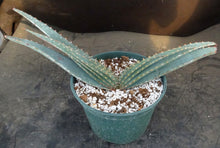 Load image into Gallery viewer, Aloe suprafoliata *Mustache Aloe*
