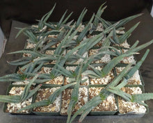 Load image into Gallery viewer, Aloe suprafoliata *Mustache Aloe*
