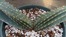Load image into Gallery viewer, Aloe suprafoliata *Mustache Aloe*
