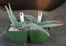 Load image into Gallery viewer, Aloe suprafoliata *Mustache Aloe*
