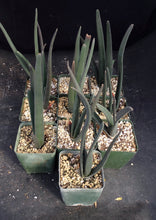 Load image into Gallery viewer, Aloe suzannae
