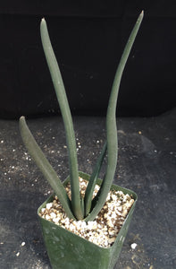 Aloe suzannae