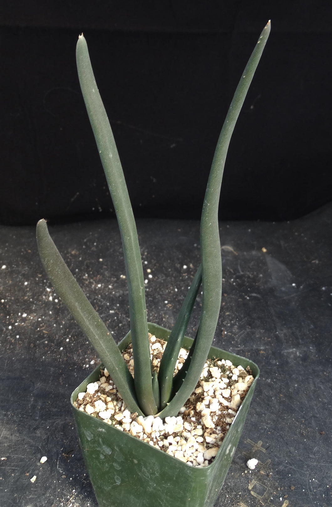 Aloe suzannae