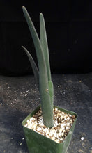 Load image into Gallery viewer, Aloe suzannae
