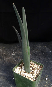 Aloe suzannae