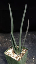 Load image into Gallery viewer, Aloe suzannae
