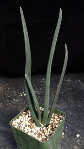 Aloe suzannae