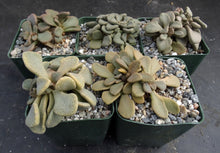 Load image into Gallery viewer, Aloinopsis rosulata
