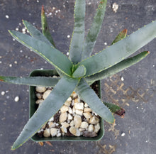 Load image into Gallery viewer, Aloe ramosissima
