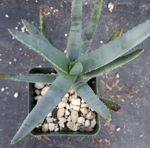 Aloe ramosissima