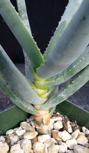 Load image into Gallery viewer, Aloe ramosissima
