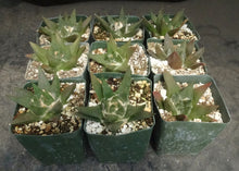 Load image into Gallery viewer, Ariocarpus trigonus
