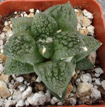 Load image into Gallery viewer, Ariocarpus fissuratus 'Godzilla'
