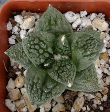 Load image into Gallery viewer, Ariocarpus fissuratus 'Godzilla'
