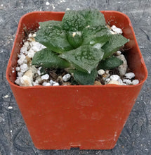 Load image into Gallery viewer, Ariocarpus fissuratus 'Godzilla'
