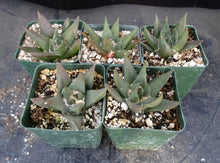 Load image into Gallery viewer, Ariocarpus trigonus
