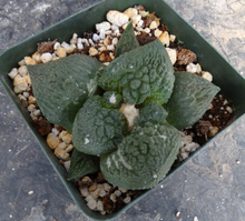 Load image into Gallery viewer, Ariocarpus fissuratus
