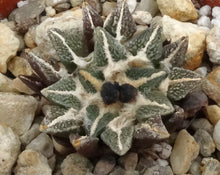 Load image into Gallery viewer, Ariocarpus kotschoubeyanus x 'Godzilla'
