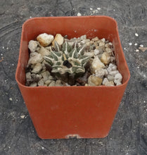 Load image into Gallery viewer, Ariocarpus kotschoubeyanus x 'Godzilla'
