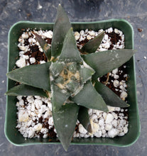 Load image into Gallery viewer, Ariocarpus trigonus
