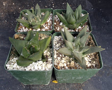 Load image into Gallery viewer, Ariocarpus retusus
