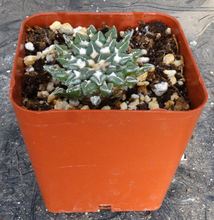Load image into Gallery viewer, Ariocarpus kotschoubeyanus subs. sladkovskyi
