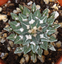 Load image into Gallery viewer, Ariocarpus kotschoubeyanus subs. sladkovskyi
